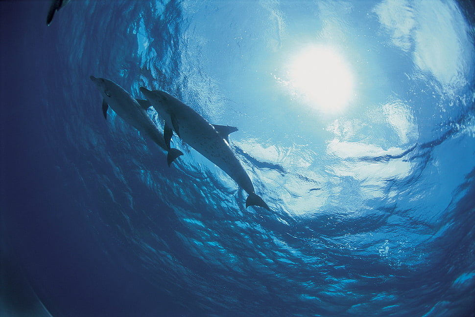 two dolphins HD wallpaper